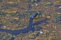 Water oh. Nonpoisonous snake in the river. Royalty Free Stock Photo