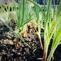 Water the onions in the morning and drip them into the green onion leaves and fertile soil. Royalty Free Stock Photo
