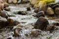 Water over rocks in a stream Royalty Free Stock Photo