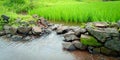 Water overflowing from the paddy crops