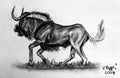 Charcoal drawing - a black wildebeest or white-tailed gnu Connochaetes gnou running