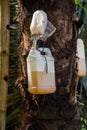 Water from palm trees that is stored in a jerry can