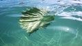 water palmtree leaf Royalty Free Stock Photo