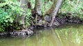 Water in park, stream forest,