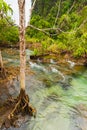 water path surrounding with root or branch of tree in forest