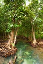 water path surrounding with root or branch of tree on water in forest