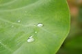 Water pearl drop on green leaf.