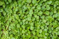 Water Pennywort (Hydrocotyle umbellata L.) green plant background