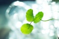 Water pennywort macro close up view