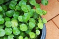 Water pennyworth and rain drop in green leaves on brown brick background Royalty Free Stock Photo