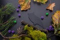 Water picture of owl silhouette on black background. Pine tree branch, cones, green moss, dry orange leaves, purple Royalty Free Stock Photo