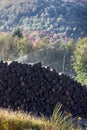 Water pile of logs