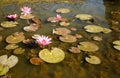 Water pink lillies floating in a pond Royalty Free Stock Photo