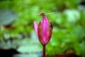 Water Pink Lily with dragon fly making friendship Royalty Free Stock Photo