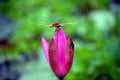 Water Pink Lily with dragon fly making friendship Royalty Free Stock Photo