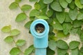 water pipe not used and Mexican daisy climbing on wall in garden Royalty Free Stock Photo