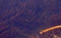 A water pipe under deep water and floras growing viewing from the surface of the river water.