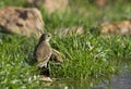 Water Pipit Royalty Free Stock Photo