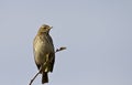 Water Pipit Royalty Free Stock Photo