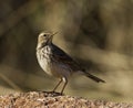 Water Pipit Royalty Free Stock Photo