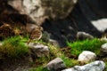 Water pipit Royalty Free Stock Photo