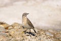 Water Pipit, Anthus spinoletta Royalty Free Stock Photo