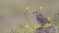 Water Pipit on Wooden Log Royalty Free Stock Photo