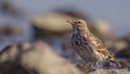 Water Pipit Close Up Royalty Free Stock Photo