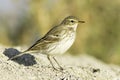 Water pipit in natural habitat - close up / Anthus spinoletta Royalty Free Stock Photo