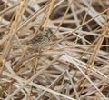 Water Pipit on reed plants