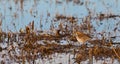 A Water pipit in itÃÂ´s habitat Royalty Free Stock Photo