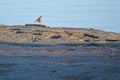 Water Pipit Royalty Free Stock Photo