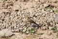 Water pipit