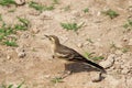 Water pipit