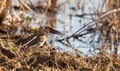 A Water Pipit during winter Royalty Free Stock Photo