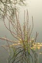 Water plant, colorful leaves and mirror of blurred tree in water.