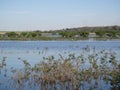 River - Aquatic plant Royalty Free Stock Photo