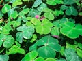 Water Plant Lily Pads Growing in a Pond Royalty Free Stock Photo