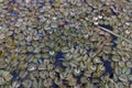 The water plant Salvinia auriculata grows in rice fields