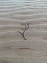 water plant on the sea sand Royalty Free Stock Photo