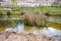 Water plant in a small pond Royalty Free Stock Photo