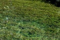 Aquatic grass underwater