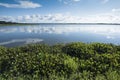 Water plants in Asian lake with dramatic early morning sky