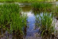 Water plants corn dog grass beside the river. Typha latifolia is also known as reed flower bulrush Royalty Free Stock Photo