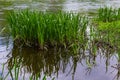 Water plants corn dog grass beside the river. Typha latifolia is also known as reed flower bulrush Royalty Free Stock Photo