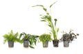 Water plants in studio Royalty Free Stock Photo