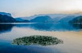 Water plants in lake bled in Slovenia