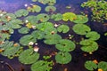 Water plants leafs on water Royalty Free Stock Photo