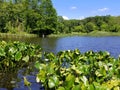 Water plants and lily pads near Folley Pond, Banning Park, Delaware, U.S.A Royalty Free Stock Photo