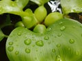 Water plants, namely water hyacinth